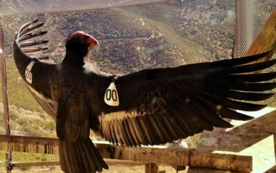 Who should have a say in which species are saved? The California condor offers lessons for a global biodiversity treaty