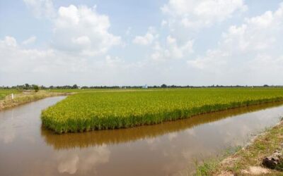In the Mekong Delta, a push to grow food with saltwater