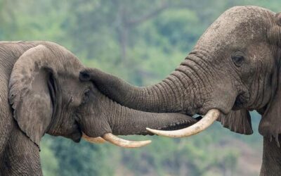 Uganda’s UN-supported wildlife forensics lab turns ivory seizures into convictions