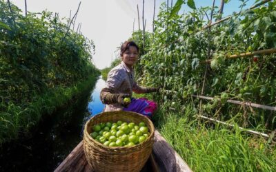 The world is waging a ‘war on nature’ as progress on biodiversity targets lags