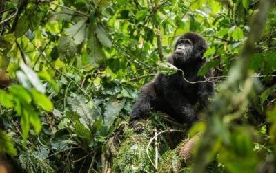 Protecting Earth’s fragile biodiversity takes spotlight at Armenia talks