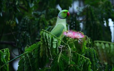 COP17: The world has a plan to save nature. Is it working?